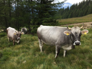 mucche Passiria